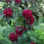 Rhododendron rustica